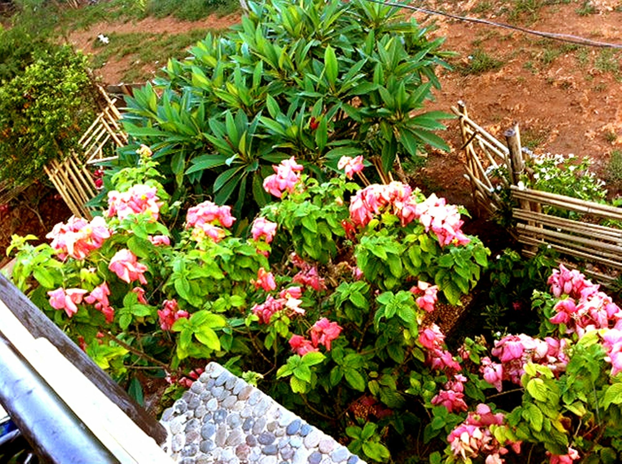 The Village House Puerto Princesa Extérieur photo